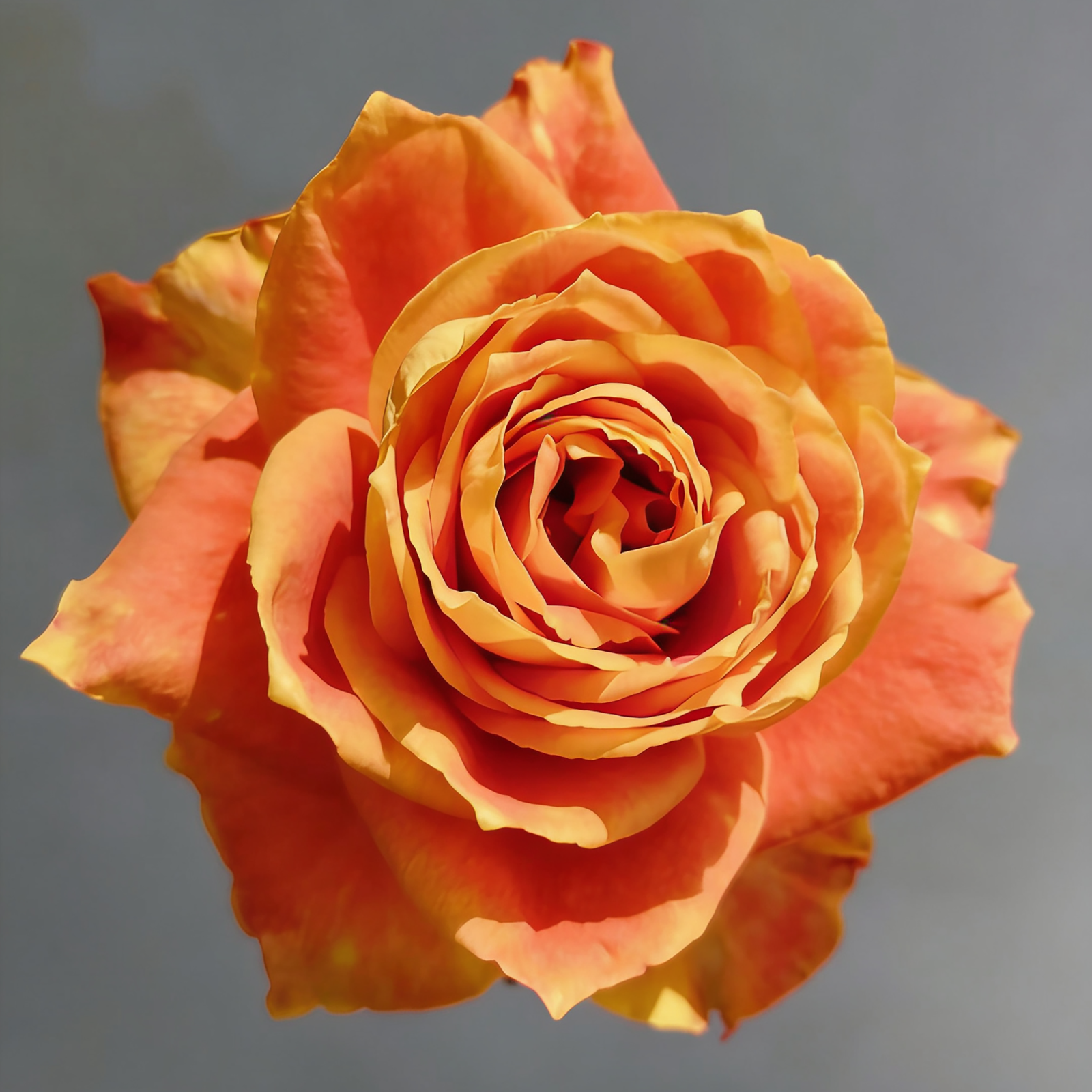 02 Ode to Joy Ode to Joy - Image 1