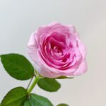 Goddess of Luo River