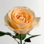 Honey Peach Snow Mountain