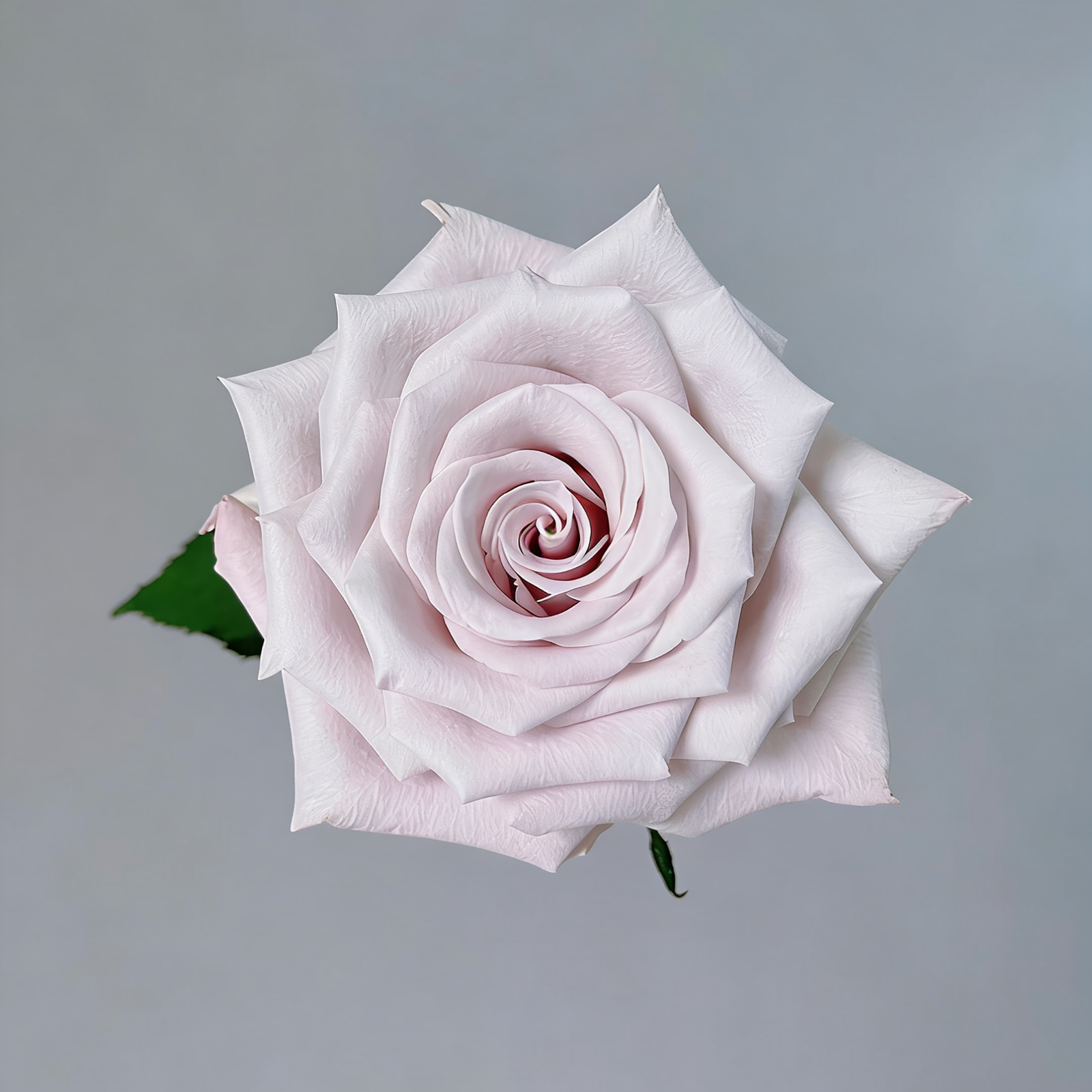 12 Manta Manta - Image 1