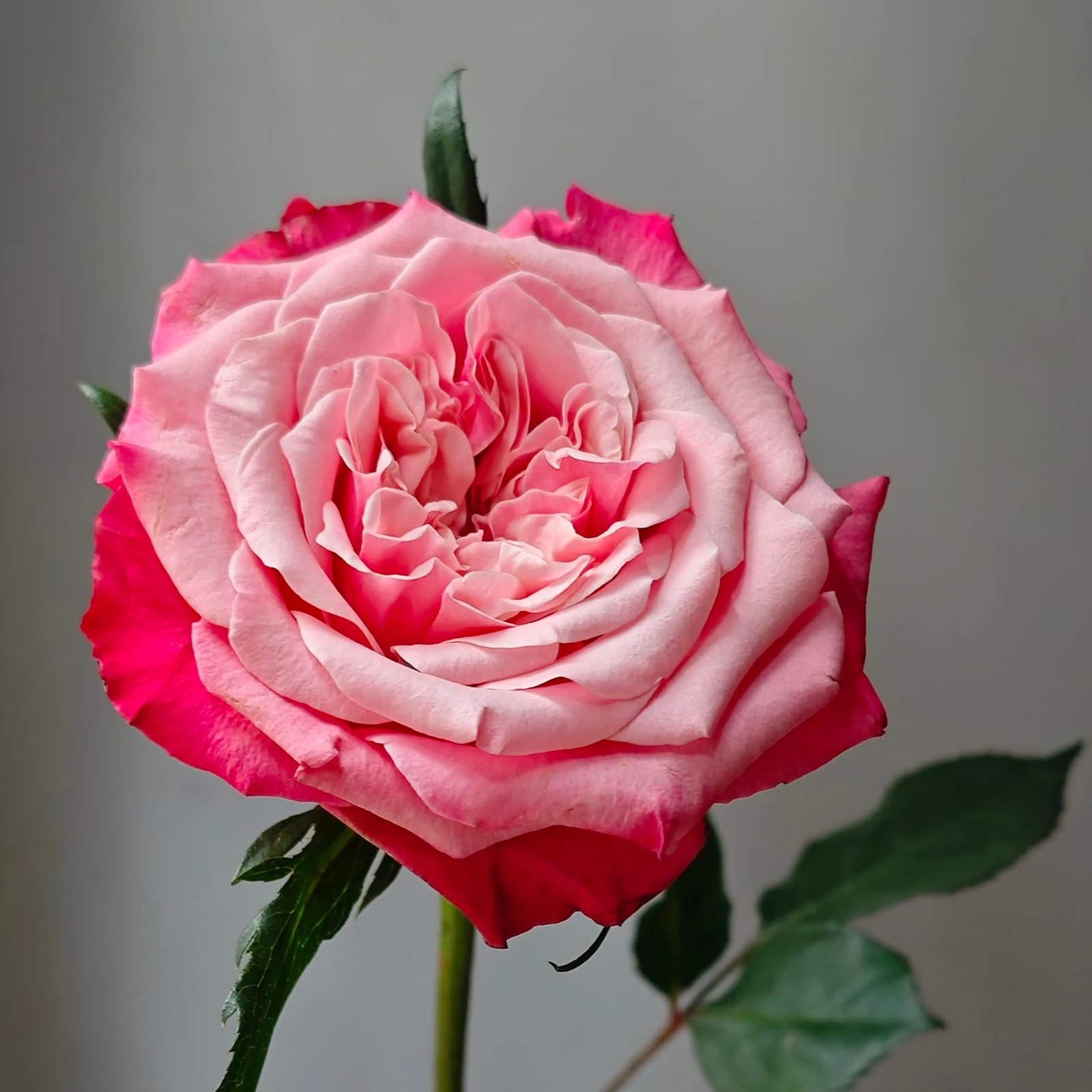 13 Bestie Bestie - Image 1