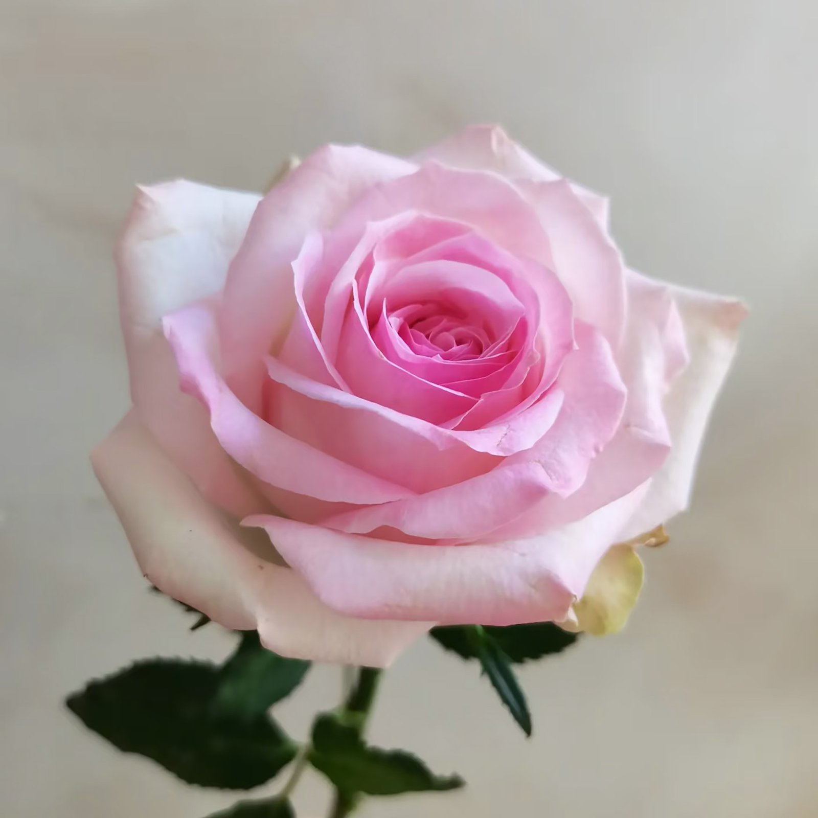 14 Peach Pink Snow Mountain Peach Pink Snow Mountain - Image 1