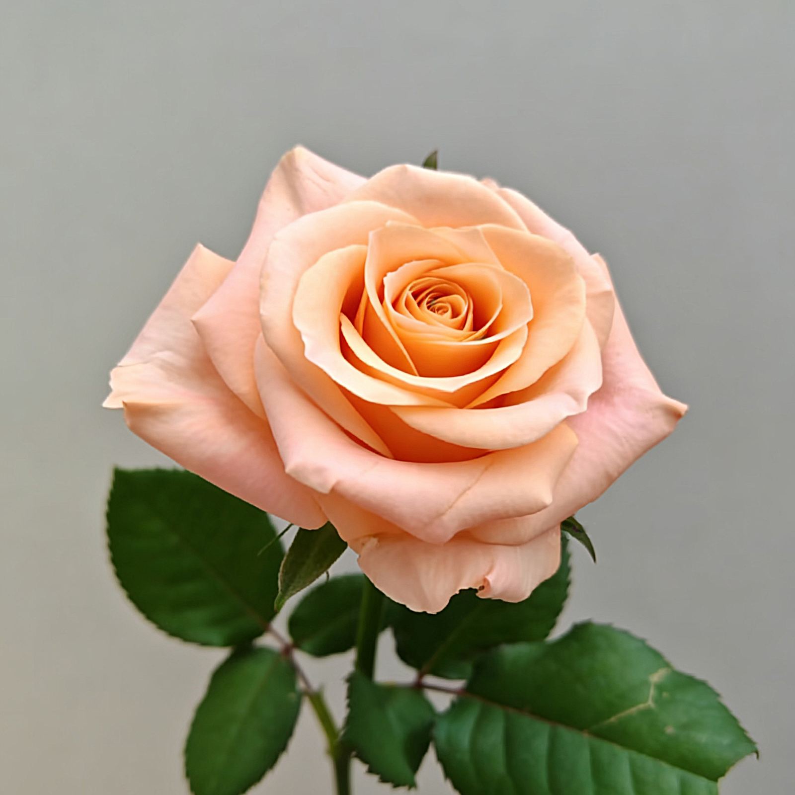 19 Twilight Twilight - Image 1