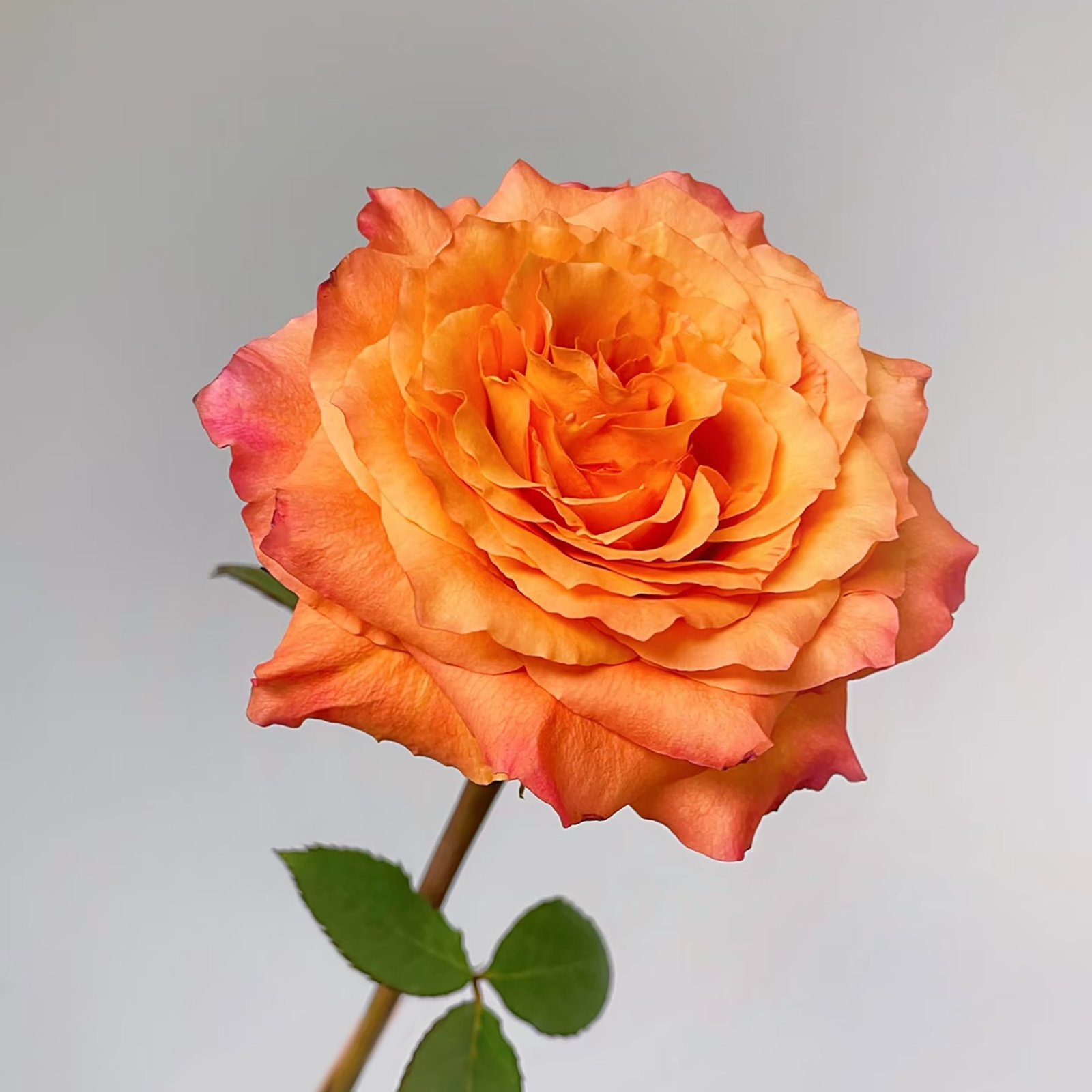 25 Firebird Firebird - Image 1