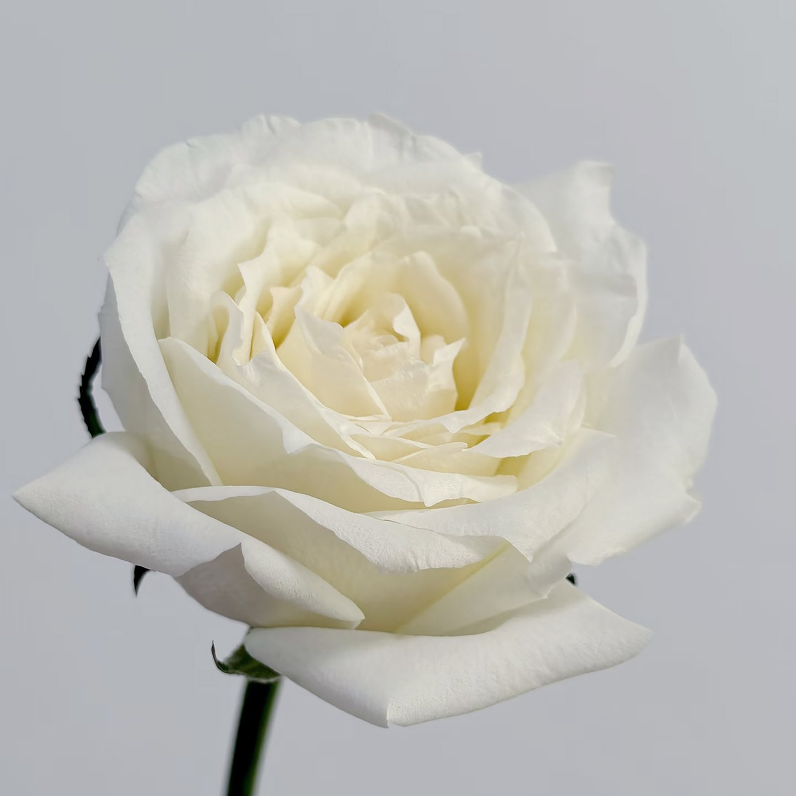 29 Tannic Tannic - Image 1