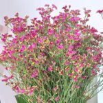 Calycina Heather Pink