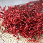 Calycina Heather Red