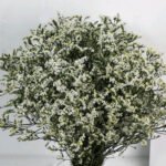 Calycina Heather White