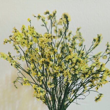 Calycina Heather Yellow