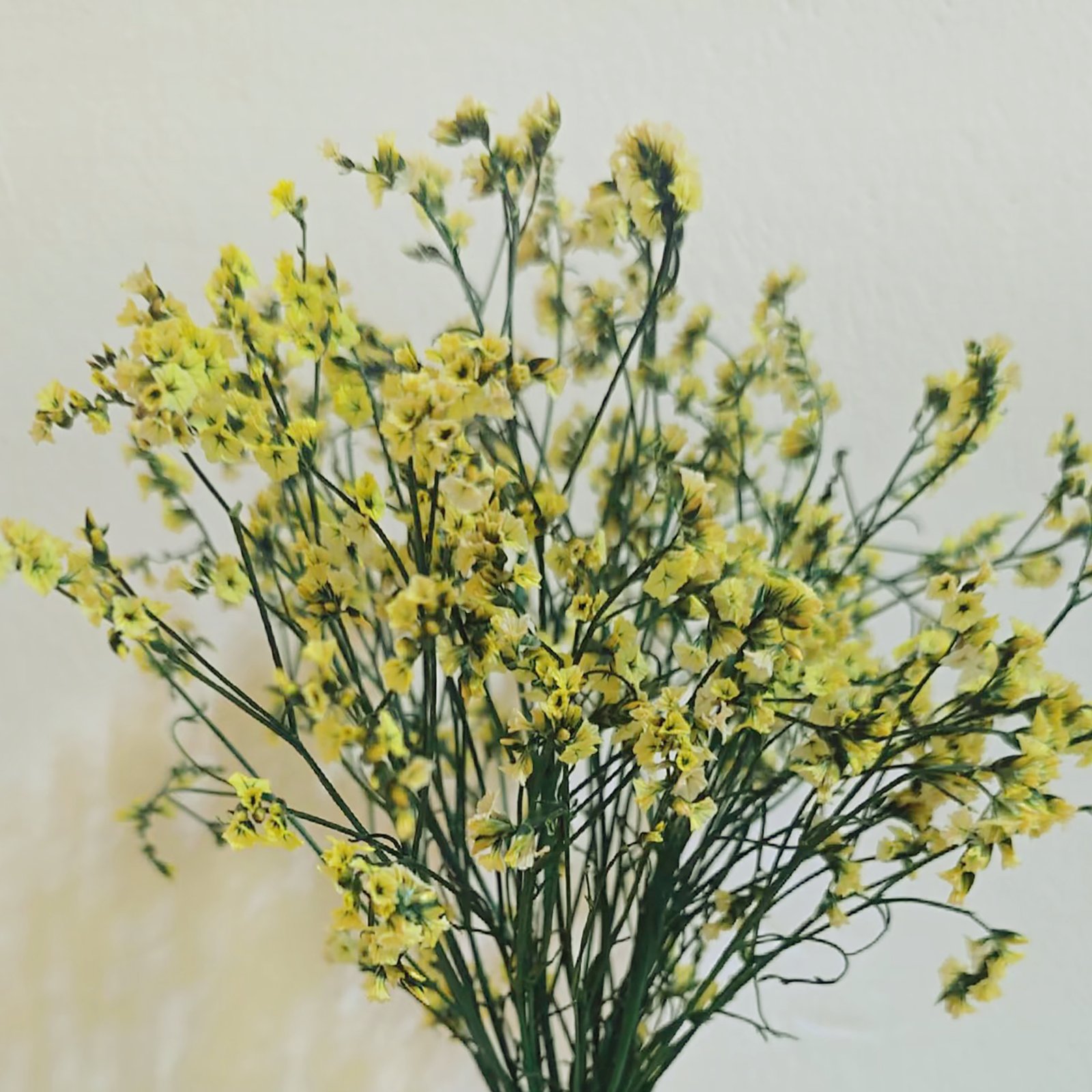 Calycina Heather_Yellow Calycina Heather Yellow - Image 1