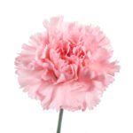 Carnation Pink