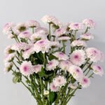 Spray Chrysanthemum Pink