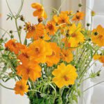 Dasiphora Fruticosa Orange