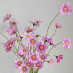 Dasiphora Fruticosa Pink