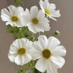 Dasiphora Fruticosa White