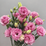 Eustoma Pink