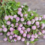 Globe Amaranth Pink