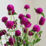 Globe Amaranth Purple
