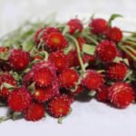 Globe Amaranth Red