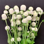 Globe Amaranth White