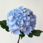 Hydrangea Blue