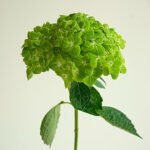 Hydrangea Green