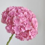 Hydrangea Pink