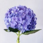 Hydrangea Purple