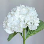 Hydrangea White