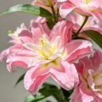 Lily Double Petaled Pink