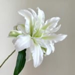 Lily Double Petaled White