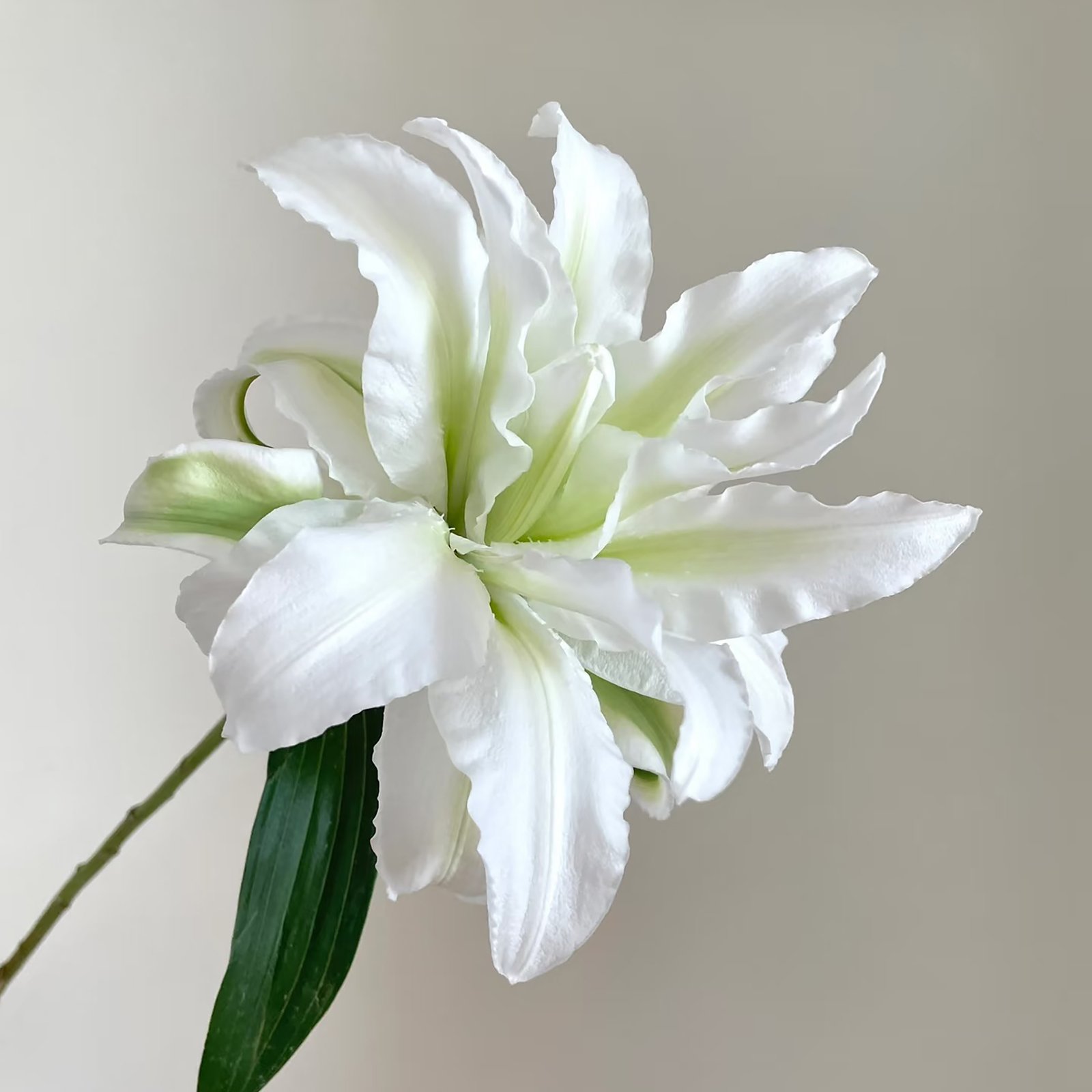 Lily_Double Petaled White Lily Double Petaled White - Image 1