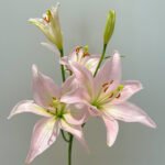 Lily Light Pink