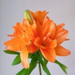 Lily Orange