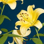 Lily Yellow