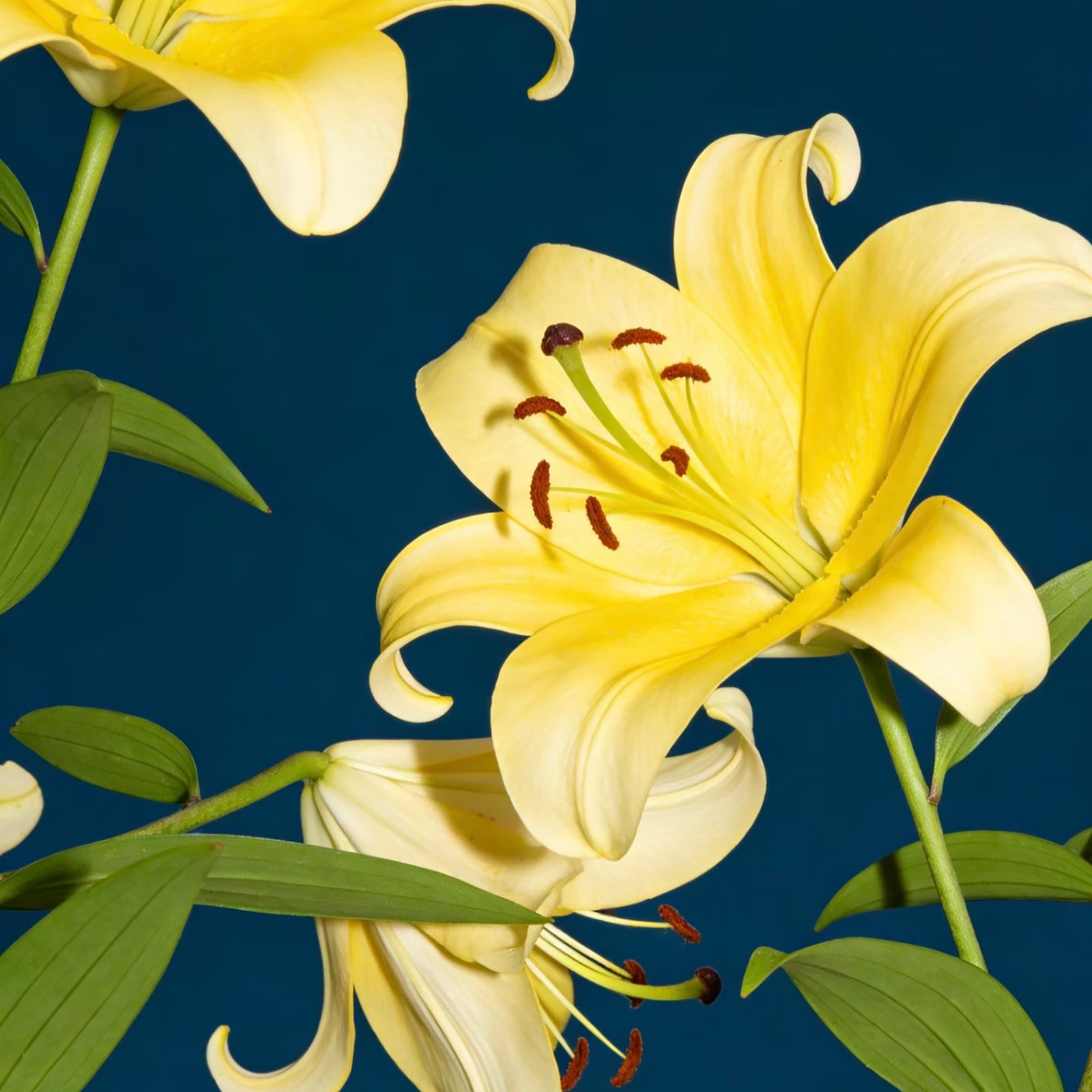 Lily_Yellow Lily Yellow - Image 1
