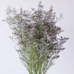 Limonium Misty Light Purple