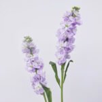 Matthiola Purple