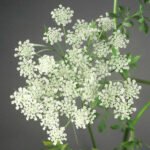 Queen Anne's Lace