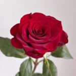 Plateau Red Rose