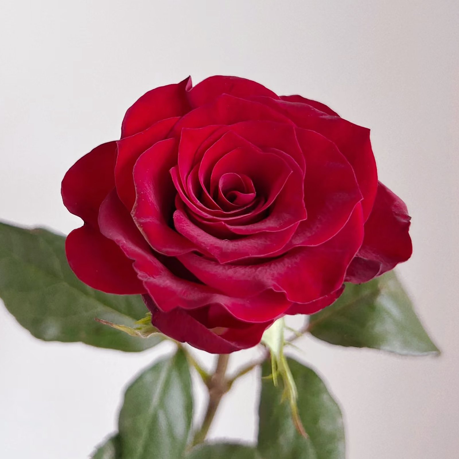 Rose_Plateau Red Rose Plateau Red Rose - Image 1