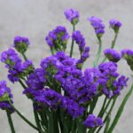 Statice Purple
